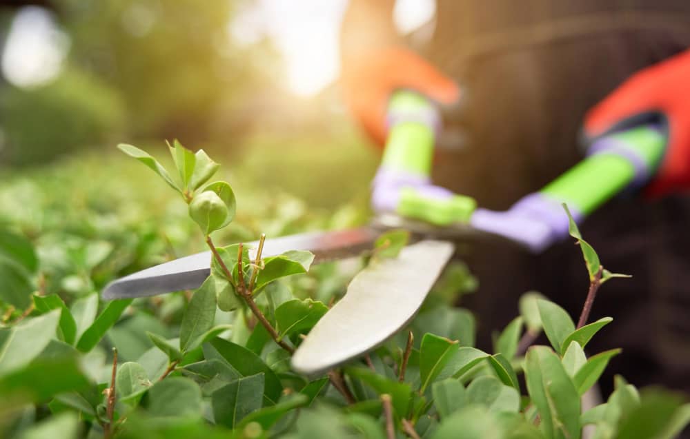 ¿Cuándo y cómo podar tus plantas según la temporada?