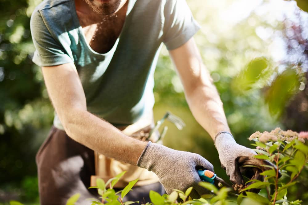 mantenimiento de jardines en Madrid